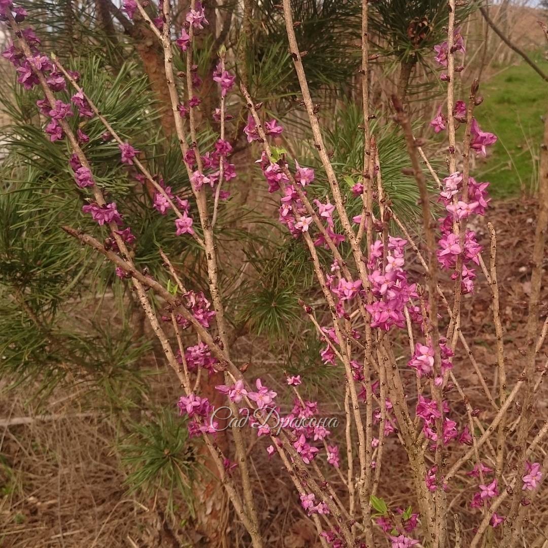 Лыко