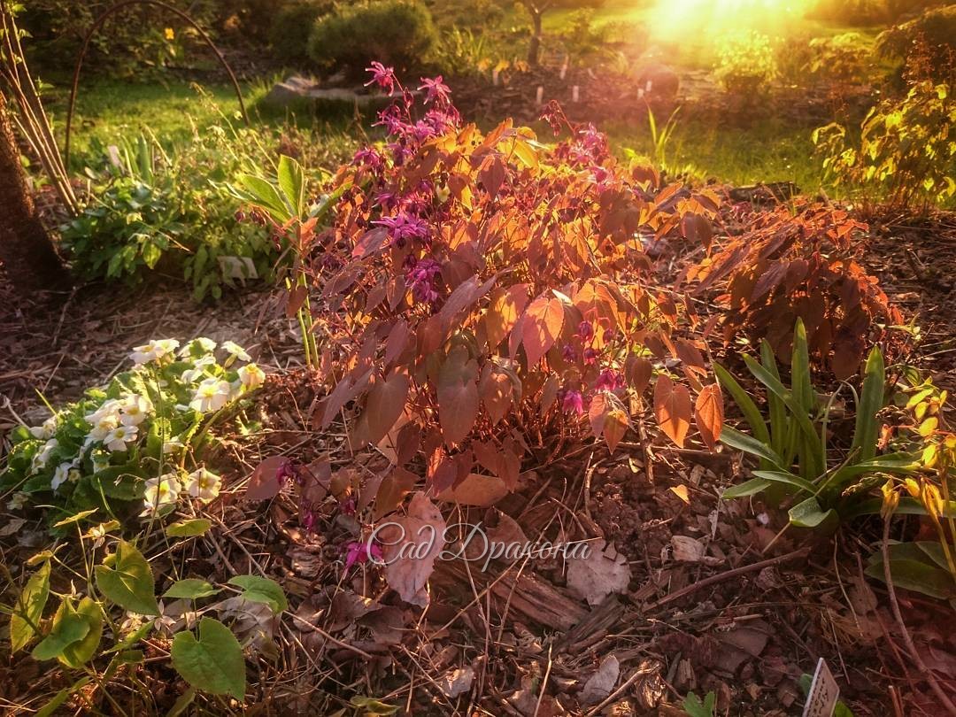 Горянки на закате