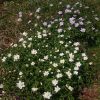 Разрослись куртинками анемоны дубравные, сорта "Robinsoniana" (голубая) и "Flore Plena" (белая с махровой серединкой) Им желательна лёгкая тень и рыхлая почва