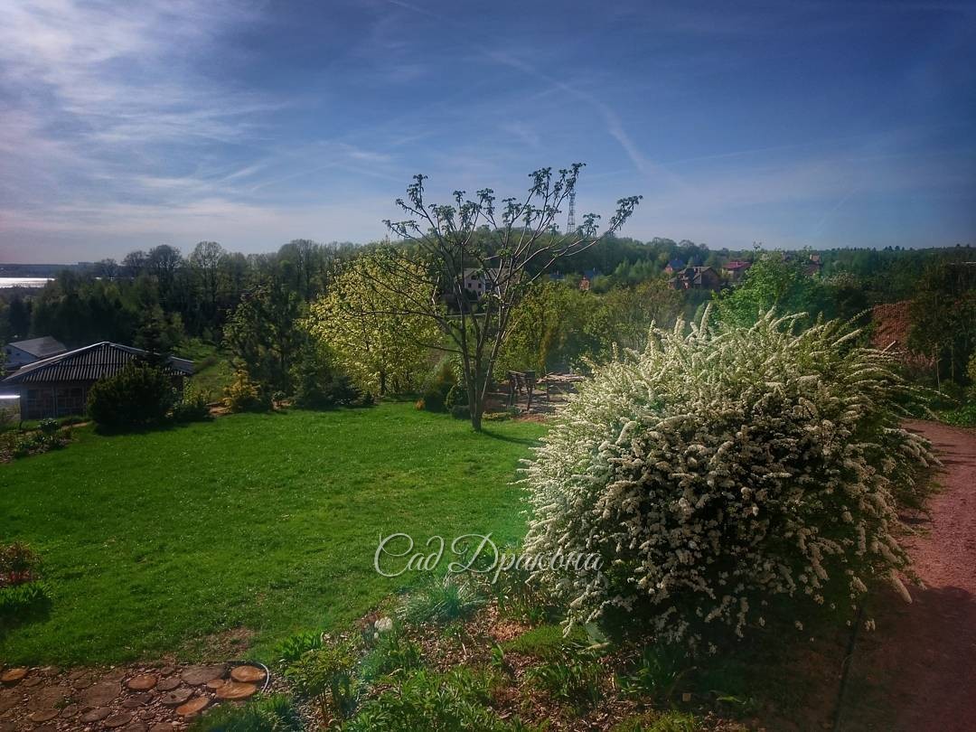 Цветёт спирея серая "Grefsheim".