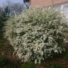 Цветущая серая "Grefsheim" стриженая в шарик (ну, насколько получилось)  http://mnogoletnik.com