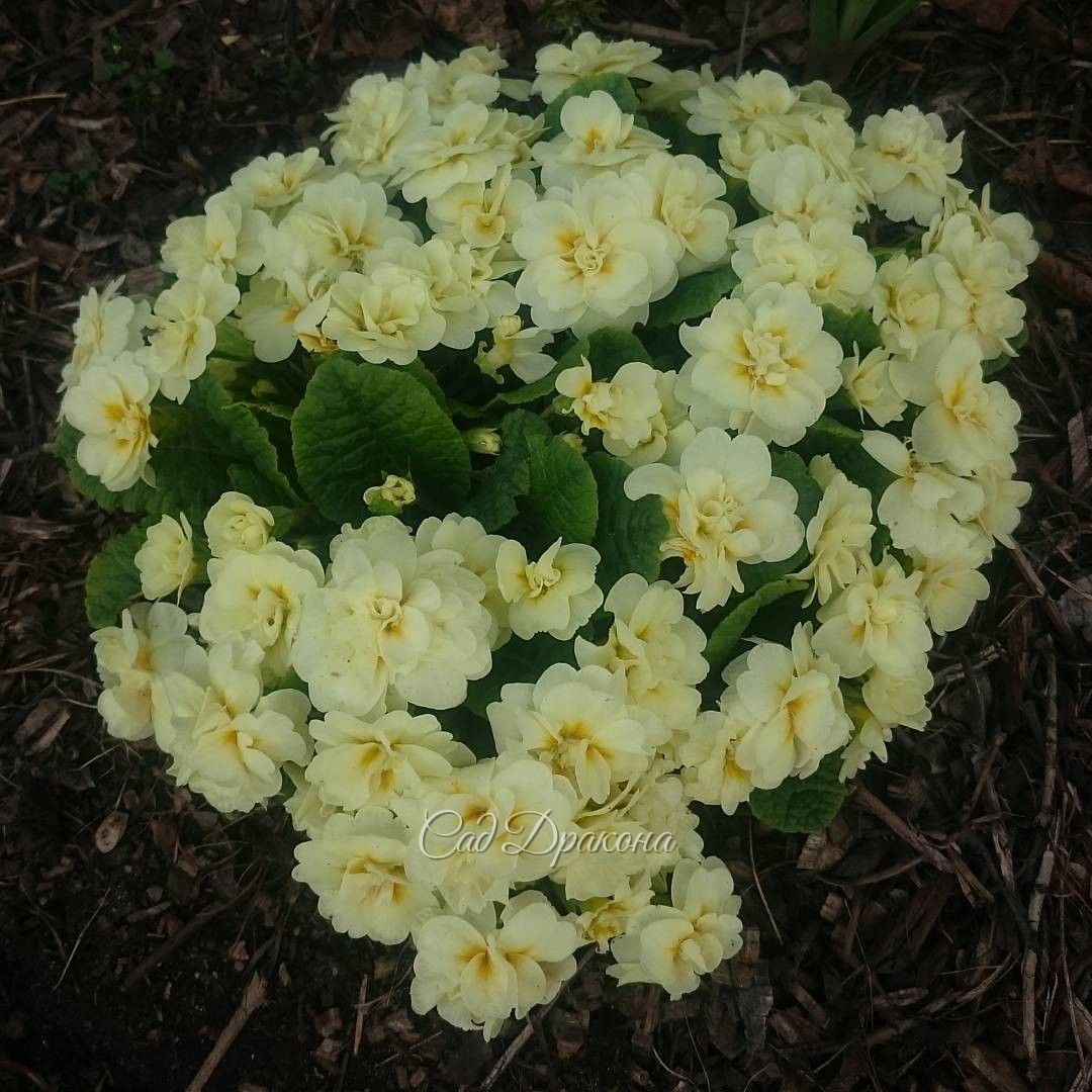 Примула махровая.