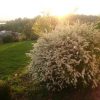 Весенний сад на закате. Спирея серая "Grefsheim" в цвету. Мы подстригаем её каждый год после цветения, чтобы поддерживать форму и размеры куста.