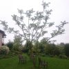 Из за кромешной засухи никак не растут листья на орехе.