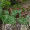 Триллиум. Trillium. 🌿