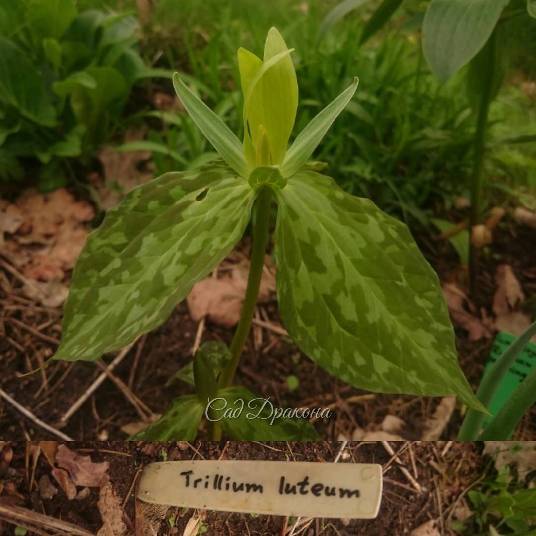 Триллиум жёлтый. Trillium luteum.