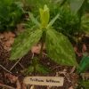Триллиум жёлтый. Trillium luteum.
