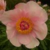 Пион "Ноузгей" Paeonia "Nosesegay"