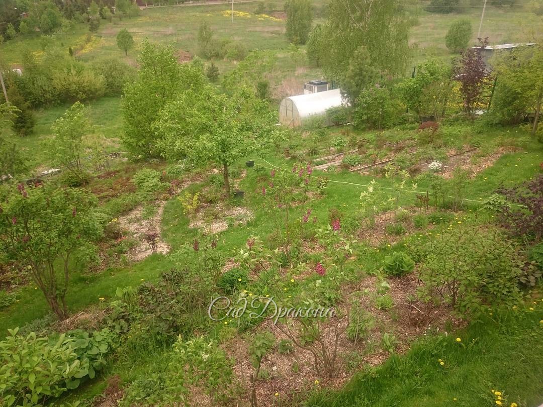 Нижние крылья