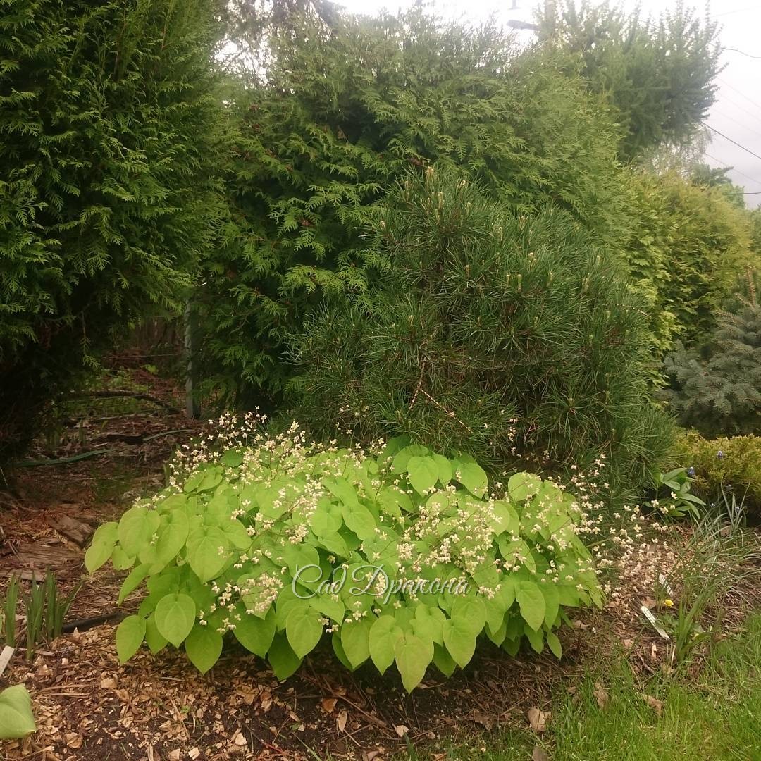 Горянка (Epimedium pubigerum), сосна и туи.