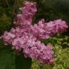 Сирень "Мулатка" 🌸  http://mnogoletnik.com