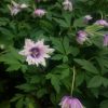 Anemone "Blue Eye" с синим "глазом" 👁 💙
