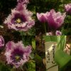 Очаровательный сиреневый тюльпан с белой бахромой. 🌷💜  http://mnogoletnik.com