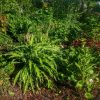 Хоста "Curly Frise" отличается очень узкими, волнистыми листьями. И на хосту-то не похожа!