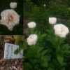 Пост из сада — 01.06.2016