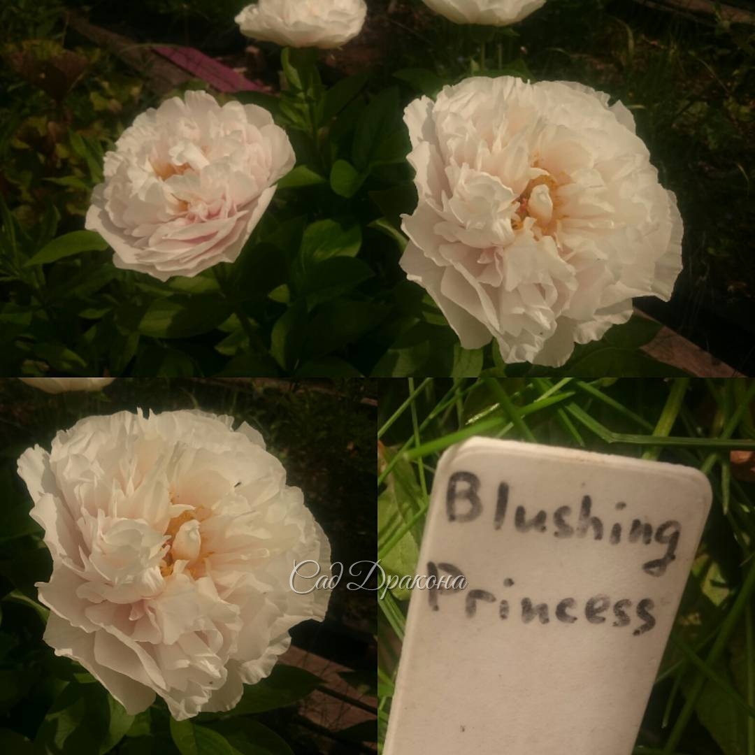 Пион - новинка "Blushing Princess" неопределимого цвета: нежно - бледно- палево -розово -лавандовый?  