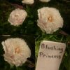 Пион - новинка "Blushing Princess" неопределимого цвета: нежно - бледно- палево -розово -лавандовый?  