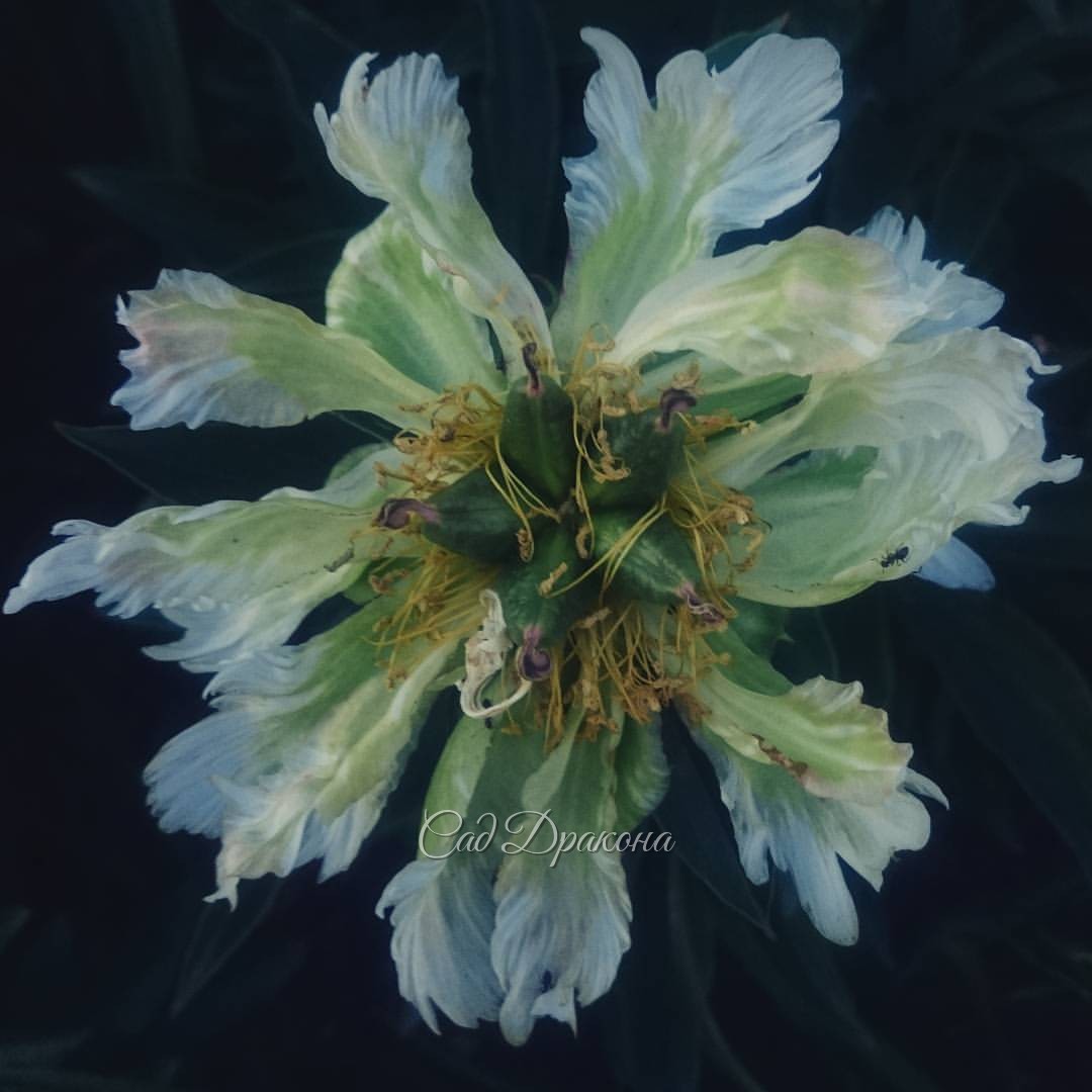 Готика пионов Green Halo