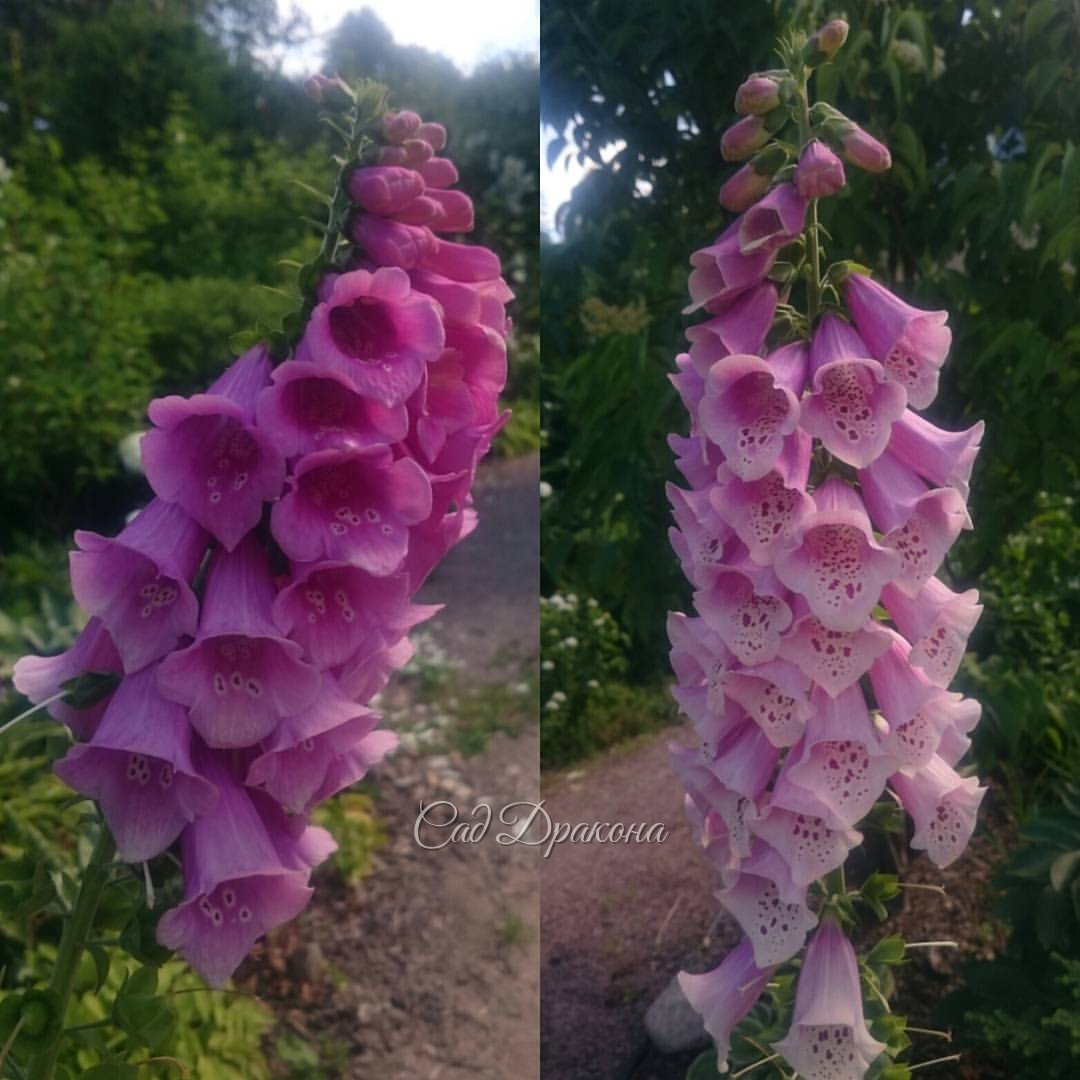 Digitalis purpurea Наперстянка