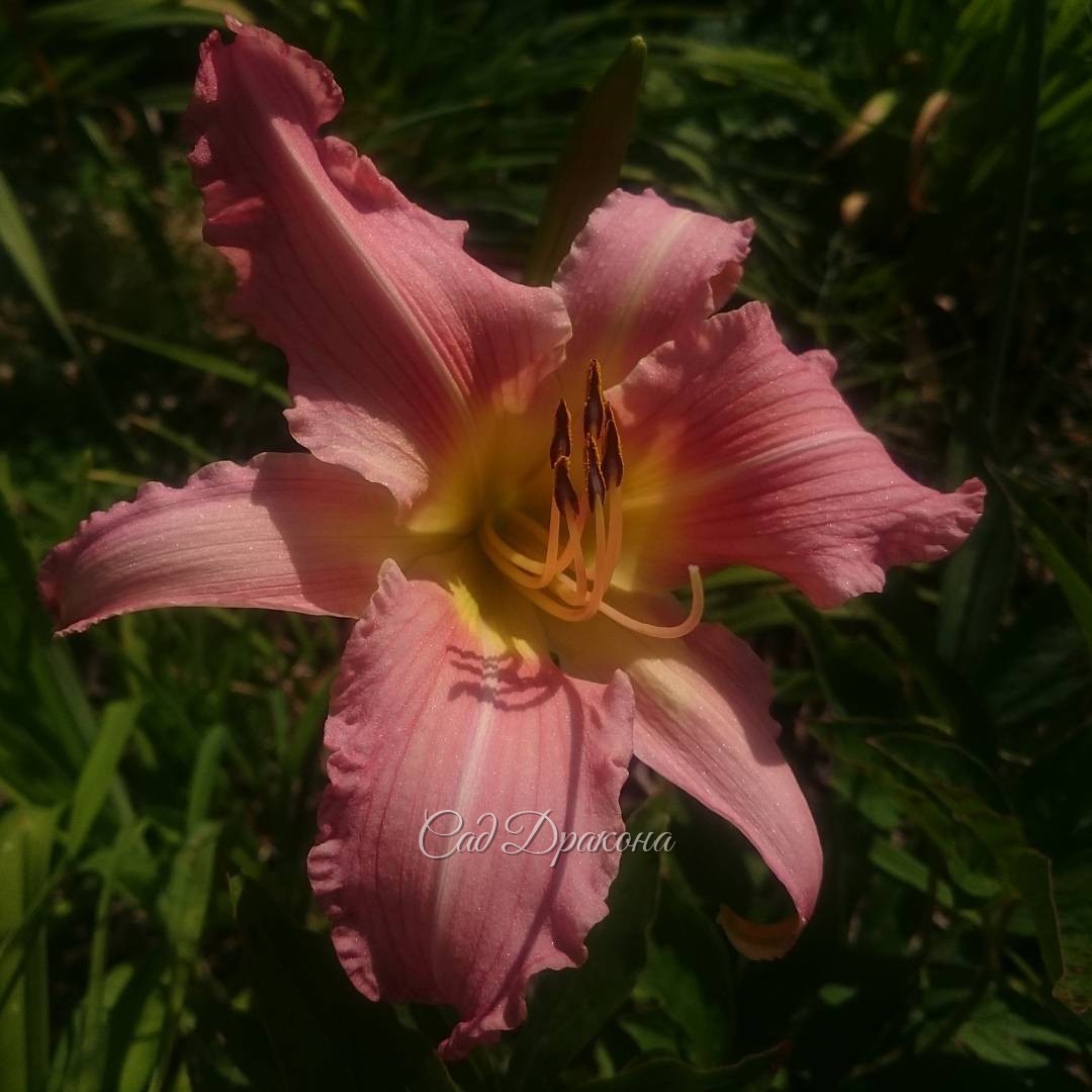 Лилейник (hemerocallis) "Wind Frills"