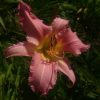 Лилейник (hemerocallis) "Wind Frills"
