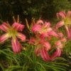 Лилейник "Flamingo Flambeau", любимый розовый спайдер.