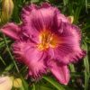 Лилейник "Saling at Down" с широкой гофрированной каймой. Цвет - мажента с более густым глазом.