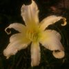 "Heavenly Angel Ice" - сама нежность! Garden_of_the_Dragon  http://mnogoletnik.com