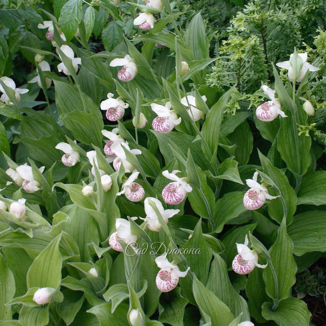Чудесно разросся целой куртиной венерин башмачок. ? Cypripedium x Hibryda ?