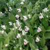 Чудесно разросся целой куртиной венерин башмачок. 💚 Cypripedium x Hibryda 💚