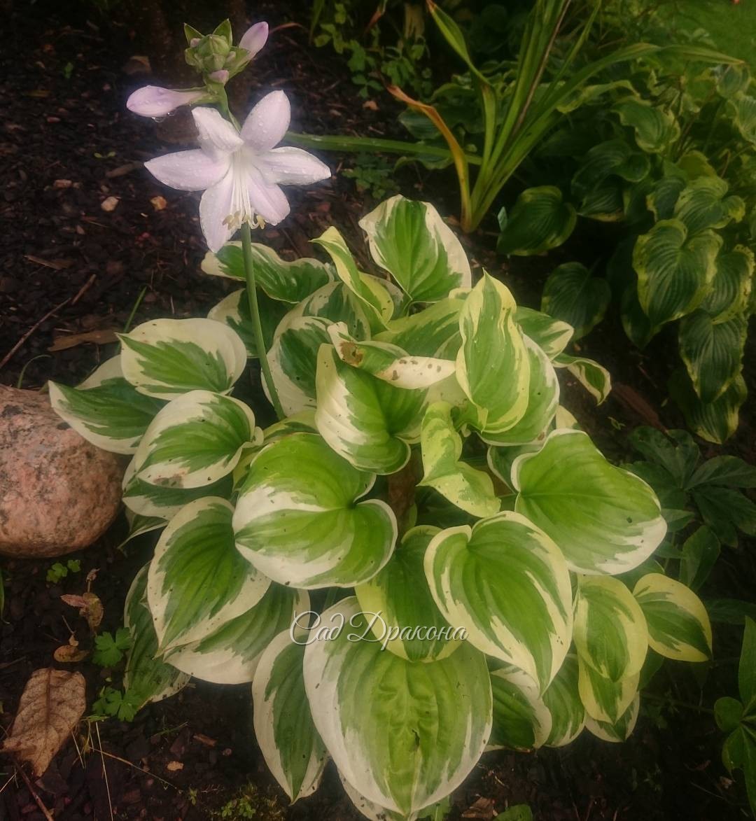 Fragrant Queen
