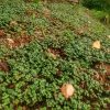 Радует всходами белая горчица...  http://mnogoletnik.com