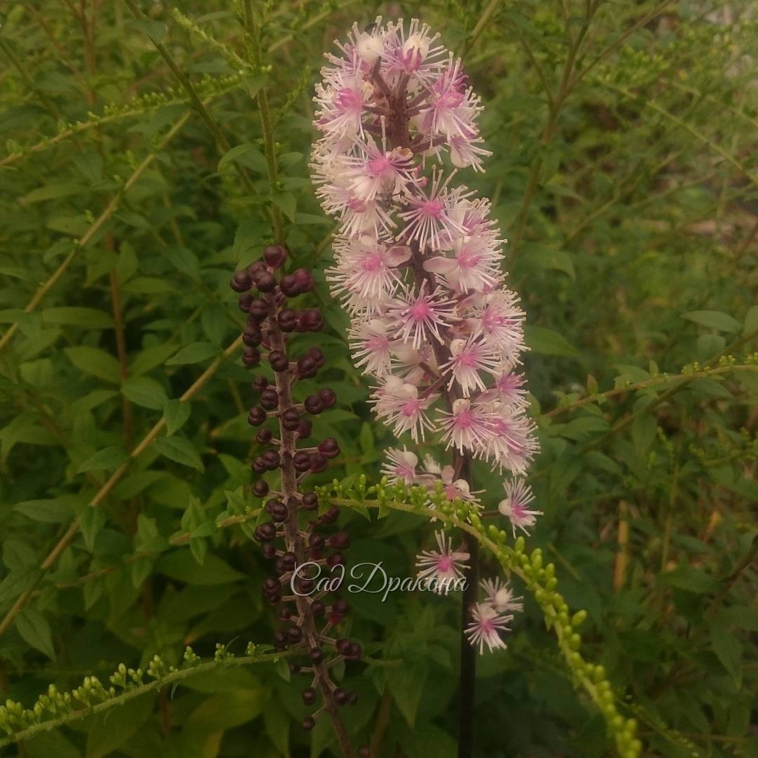 Клопогон "Pink Spike"