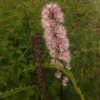 Клопогон "Pink Spike"