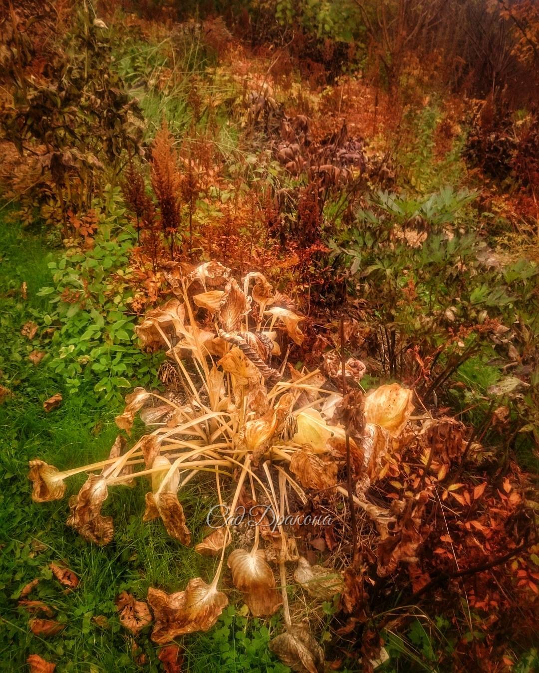 Autumn's movement