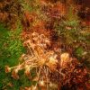 Autumn's movement