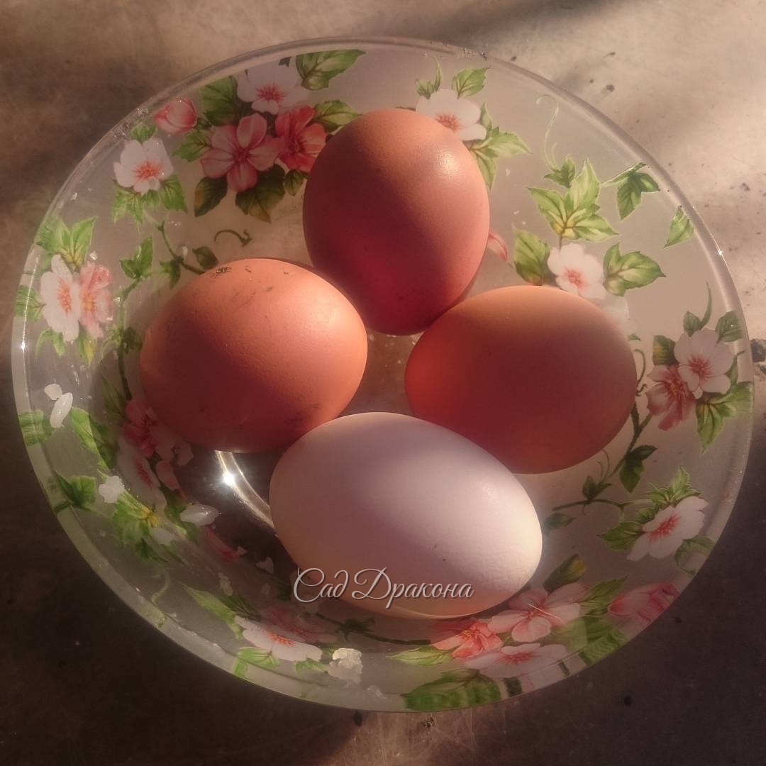 Сегодня 4 из 4х, буквально! ??