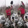 А у нас, как всегда, зимняя пересадка ёлочки (+ рябинки, которая выросла в ёлочка) 😊 Раньше не успели)))    #Рябина     @ Сад Дракона