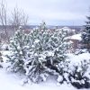Любимые хвойные! Они и так пушистые, а снег ❄ делает их совсем "мохнатыми". 🌲💚