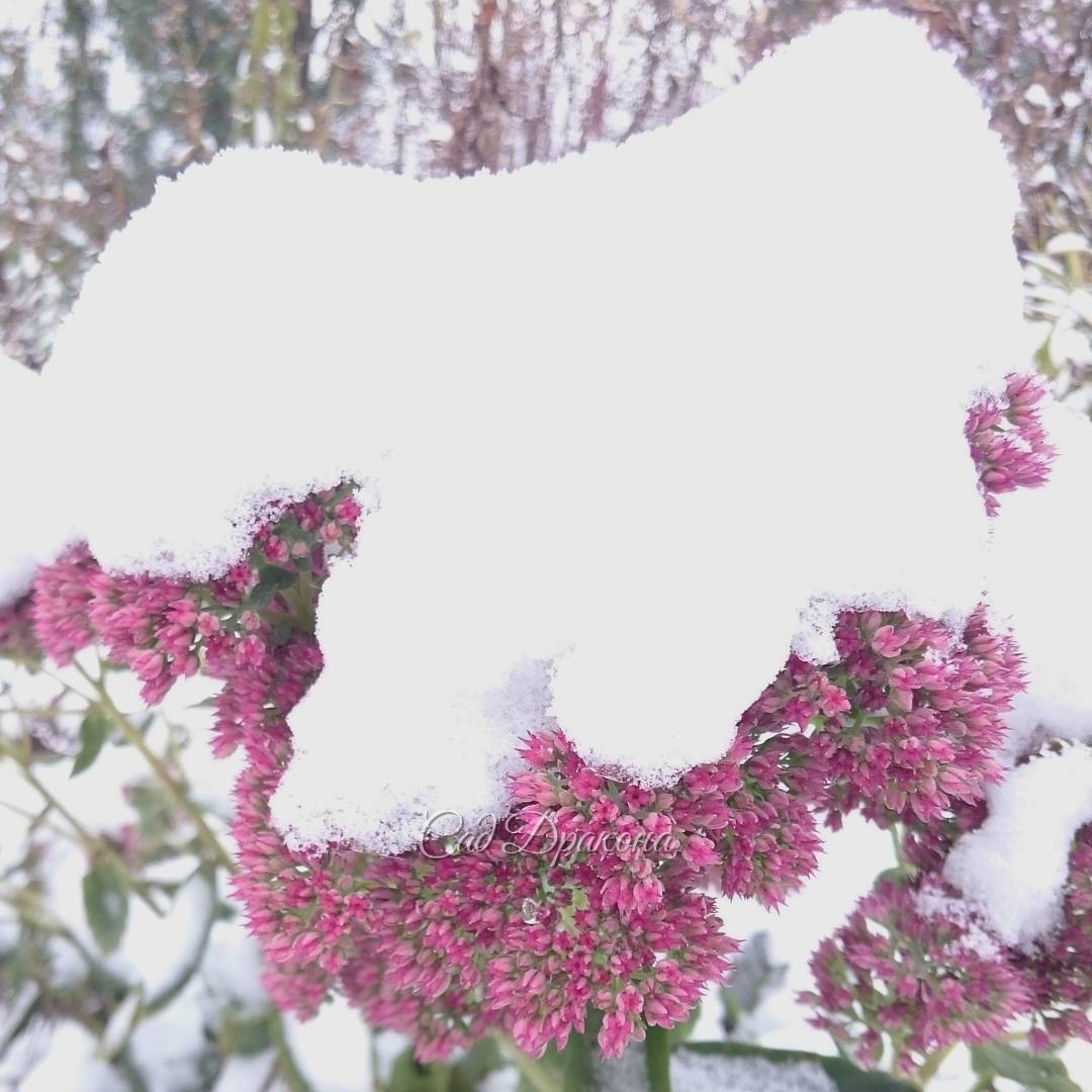 Седум видный... в беретике. ??? Sedum spectabile in snow ?      