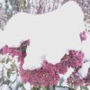 Седум видный... в беретике. 👒😊🌸 Sedum spectabile in snow ❄      