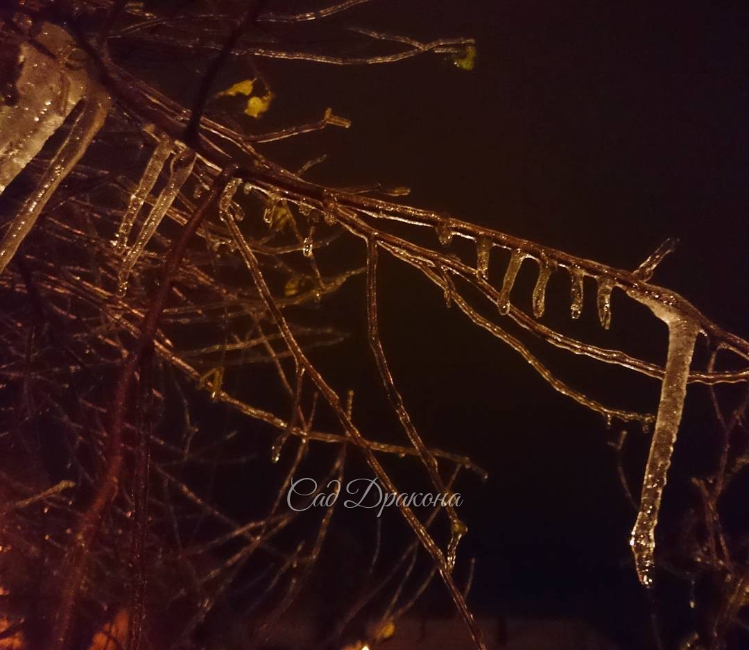 Вся берёза в таком вот хрустале. "Glass" birch!?    