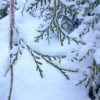 Веточки туй запечатлены в лёд - ледяной дождь постарался вчера. А сегодня снегом припорошило с утра.❄