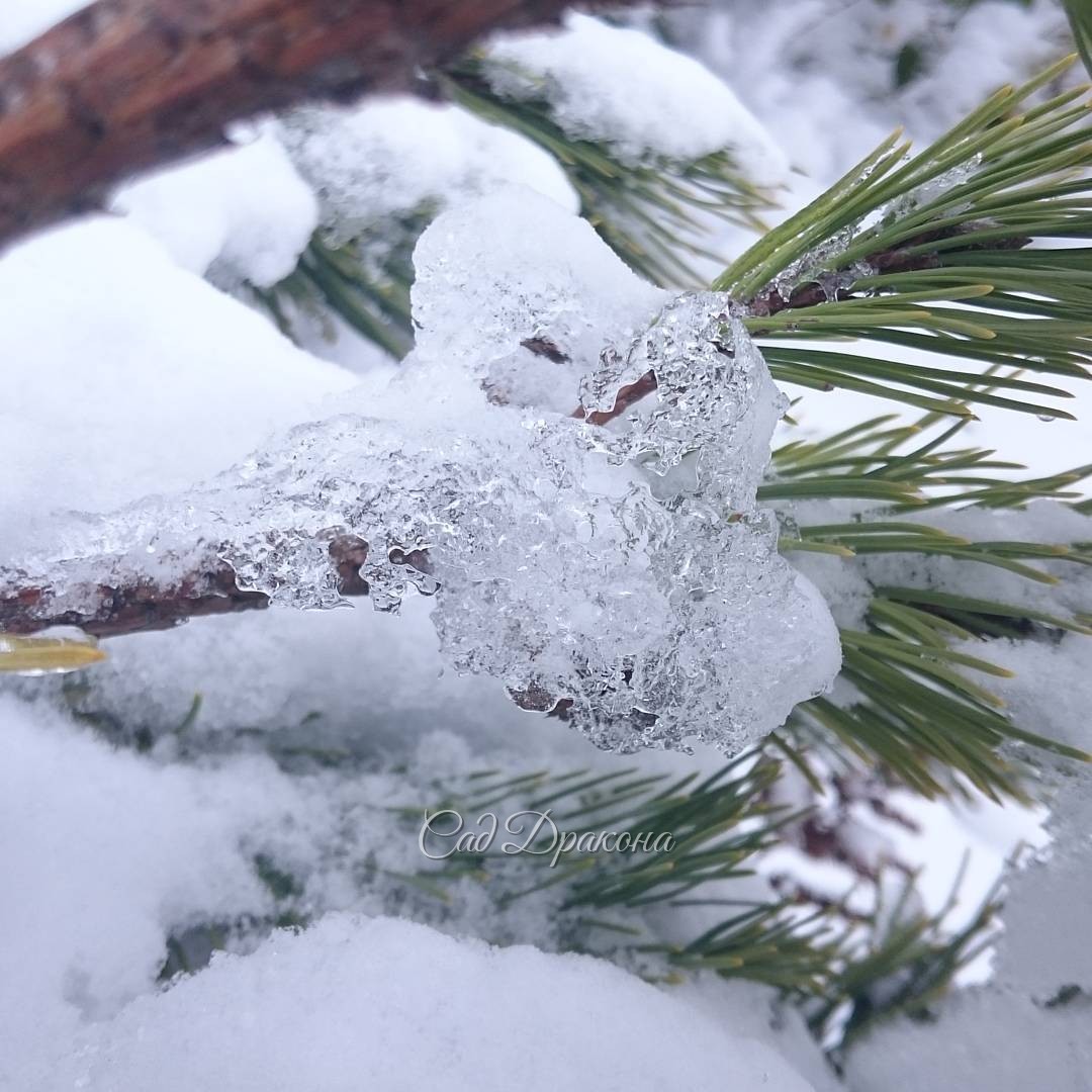 Ледяной дождь наделал причудливые фигуры на хвойных веточках. Freezing rain adorned with pine branches.??     
