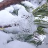 Ледяной дождь наделал причудливые фигуры на хвойных веточках. Freezing rain adorned with pine branches.😊💙     