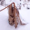 Ледяной дождик уронил-таки листья роджерсии. Прощай, красавица, до весны! 💛Leaves Rogersia. 💦❄💜     #  