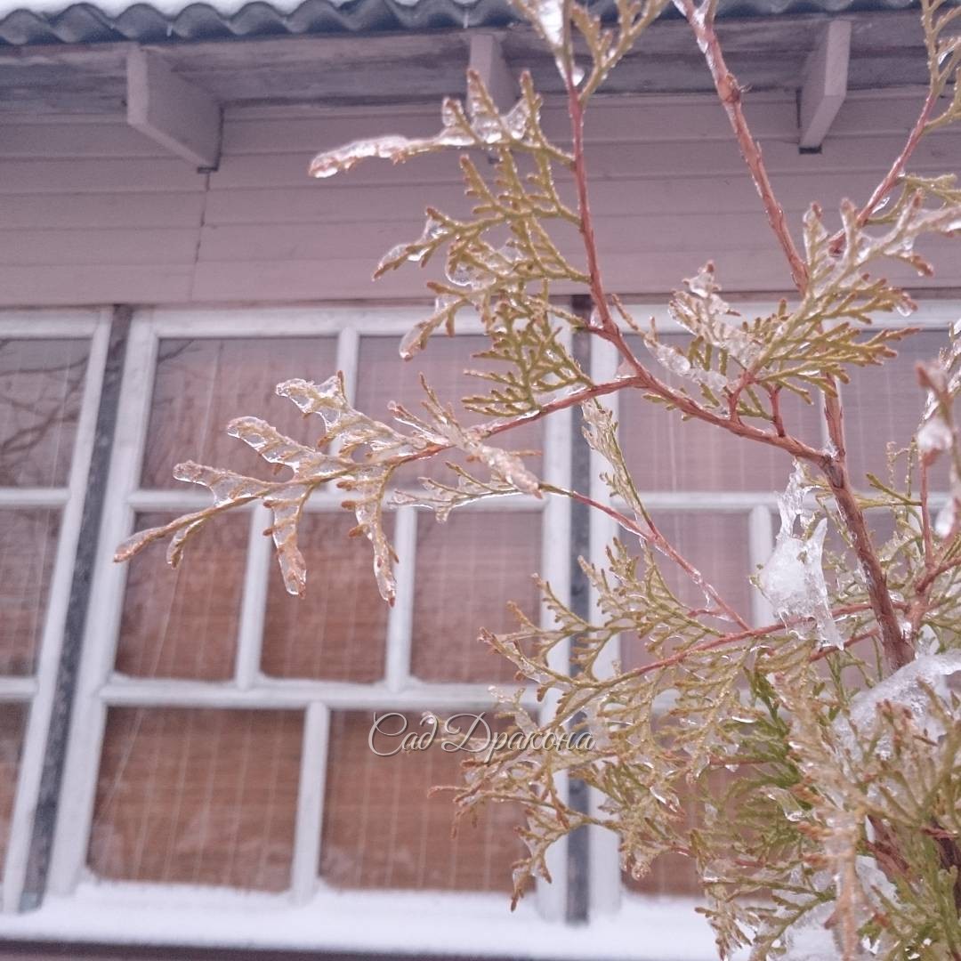 Всё ещё во льду.Thuja tree branches after ice rain.?     #  