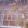 Всё ещё во льду.Thuja tree branches after ice rain.💦     #  