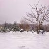 Деревья отражаются в.... снегу? или воде? ❄💦☔      
