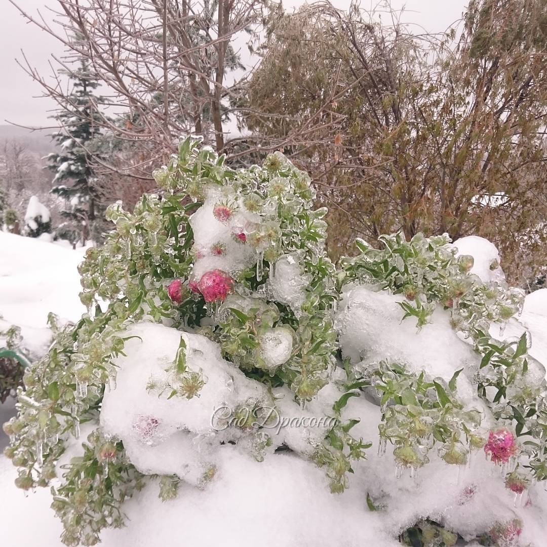 Прекрасная махровая астра в этом году толком не успела зацвести. Aster in ice.      